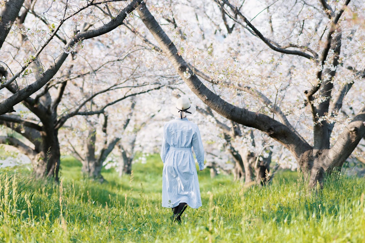 cherry blossom